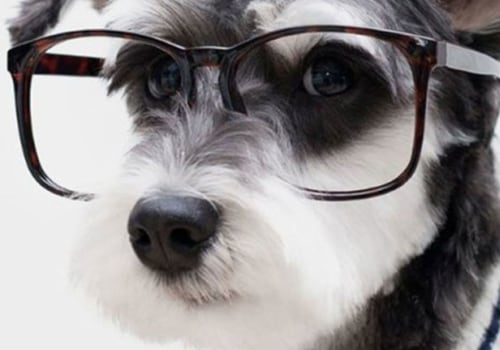 Hebben hondenuitlaters een verzekering nodig uk?